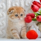 Scottish Fold