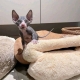 Sphynx Kittens Available