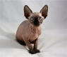 Sphynx Kittens Available