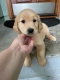 Labrador puppies seeking forever home