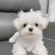 Two  Maltese Puppies Needs a New Family