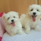 Two  Maltese Puppies Needs a New Family