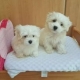 Two  Maltese Puppies Needs a New Family