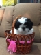 Healthy shih tzu puppies for adoption