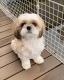 Healthy shih tzu puppies for adoption