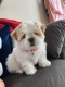 Healthy shih tzu puppies for adoption