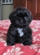 Healthy shih tzu puppies for adoption
