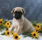 charming little boy Pug Puppy