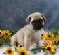 charming little boy Pug Puppy