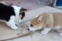 Friendly Short Legs Pembroke Corgi Puppies For You