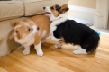 Friendly Short Legs Pembroke Corgi Puppies For You