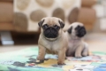 Playful and Trained Pugs Puppies