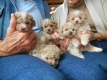 Home Raised Maltipoo Puppies Ready Now