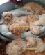 Home Raised Maltipoo Puppies Ready Now