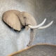 African Elephant Replica Taxidermy Shoulder Mount for Sale .