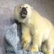 Polar Bear Life‑Size Taxidermy Mount for Sale .