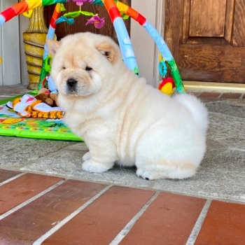 Chow Chow puppies for sale