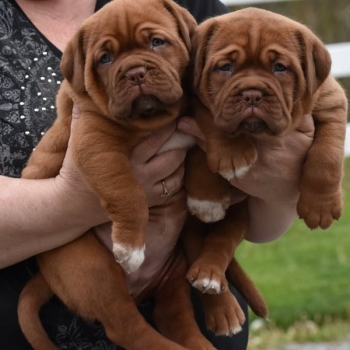Dogue De Bordeaux puppy's for sale