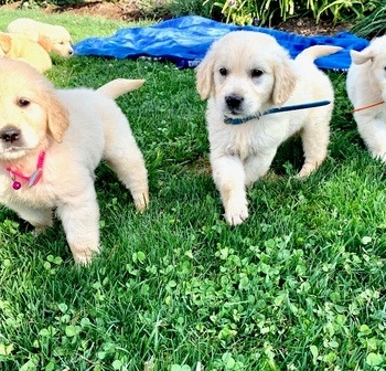 Golden Retriever Puppies - Purebred - Delivery Available!