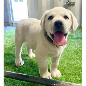 Purebred Labrador Retriever puppies for sale