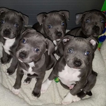 Quality Blue Staffordshire Bull Terriers Puppies