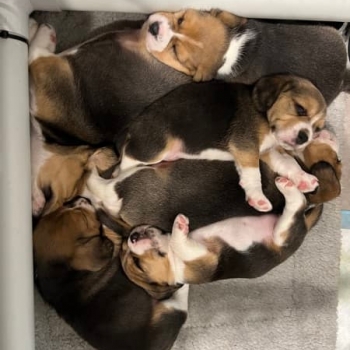 tri-colored beagle puppies for sale