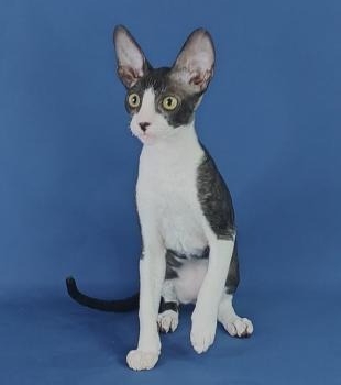 Cornish Rex Kittens