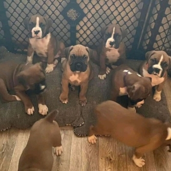 Beautiful Boxer Puppies..whatsapp me at: +44 7453 907158