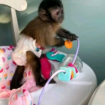 Google Approved Diaper Trained Capuchin & Marmoset Monkey.whatsapp me at: +44 7453 907158