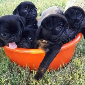 Pug Puppies Ready to go home....whatsapp me at: +44 7453 907158