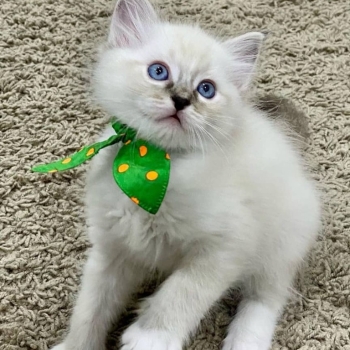 Gorgeous Gccf Ragdoll Kittens,..whatsapp me at: +44 7453 907158