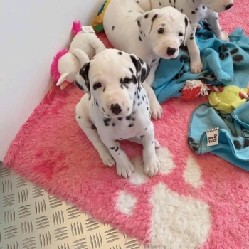 Beautiful Dalmatian Puppies For Sale..whatsapp me at: +44 7453 907158