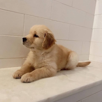 Chunky Quality golden Retriever Pups..whatsapp me at: +44 7453 907158