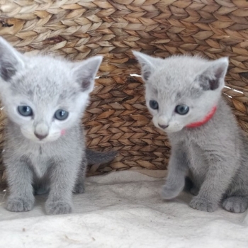 We have available male and female Russian Blue kittens for rehoming,,..whatsapp me at: +44 7453 907158