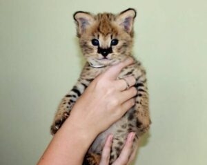 avannah kittens serval and caracal 4 weeks old.,.whatsapp me at:  +44 7453 907158