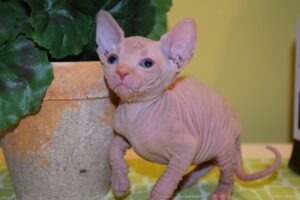 Beautiful Sphynx Kittens..whatsapp me at: +44 7453 907158