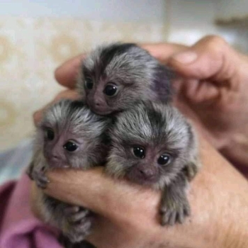 Pygmy Marmoset and capuchin Monkeys.whatsapp me at: +44 7453 907158