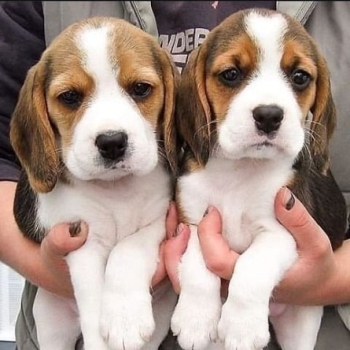 Beautiful Beagle Puppies...whatsapp me at:+44 7453 907158