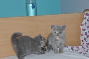 Stunning British Shorthair Kittens,..whatsapp me at: +44 7453 907158