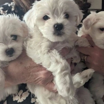 Maltese Puppies For Sale.whatsapp me at: +44 7453 907158