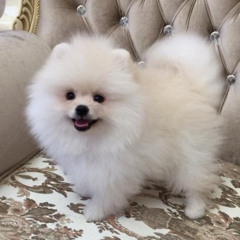 Kc Boy Pomeranians .... whatsapp me at: +44 7453 907158