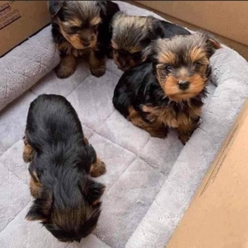 Yorkshire Terrier Puppies...whatsapp me at: +44 7453 907158