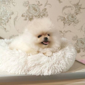 pomeranian