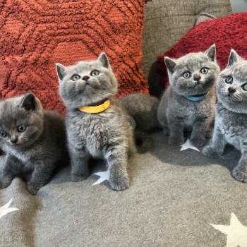 Male and Female British Shorthair Kittens