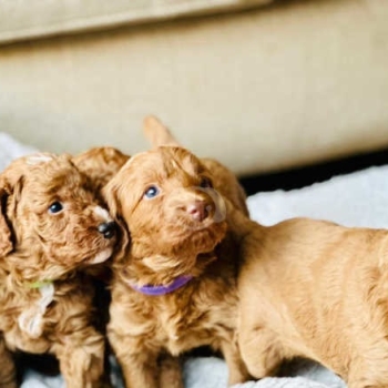 Cockapoo puppies are looking for their fur-ever home