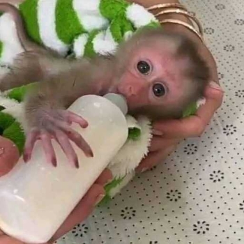 Top quality baby capuchin monkeys for sale