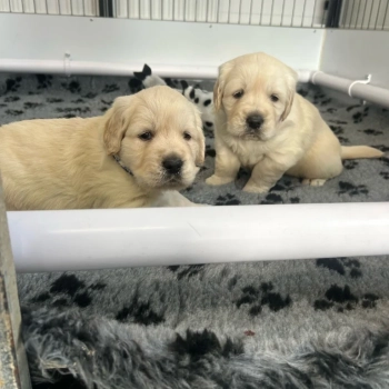 Wonderful GOLDEN RETRIEVER PUPPIES litter available