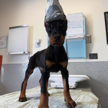 Beautiful Doberman Pinscher Puppies - Health Tested Parents