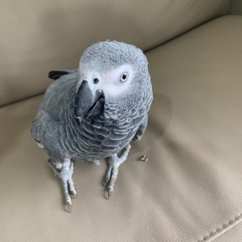 African Grey and macaw parrots for sale ...whatsapp me at: +44 7453 907158