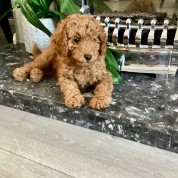 Amazing Kc Reg Cockapoo Puppies Available